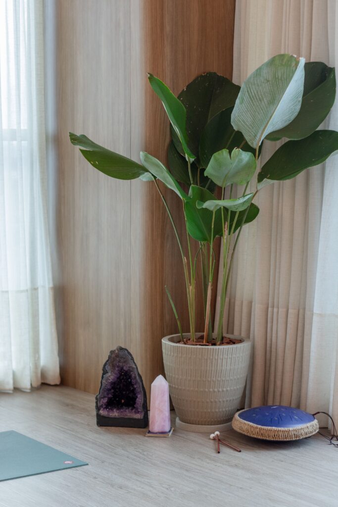 planta no studio